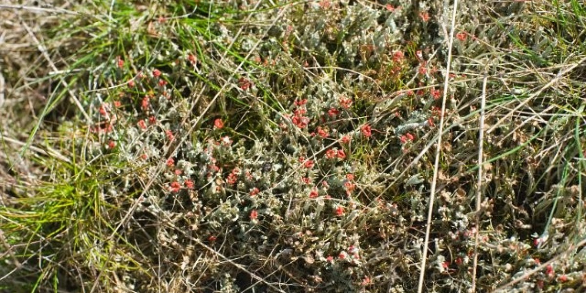 Gonzo Casino: 123 Free Spins No Deposit Bonus New in 2024